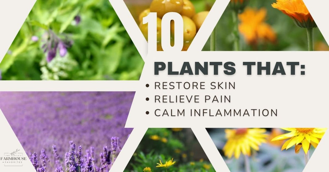 🌿 10 Plants That Restore Skin, Relieve Pain, & Calm Inflammation